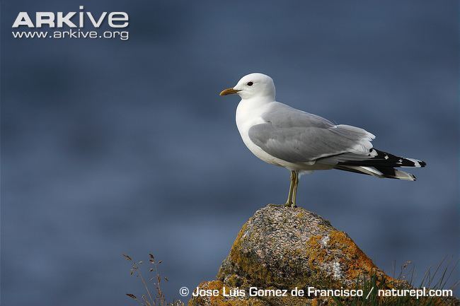 Common gull Common gull videos photos and facts Larus canus ARKive