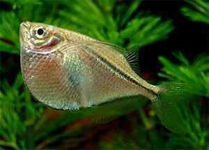 Common hatchetfish Common Hatchetfish Gasteropelecus sternicla Our Wild World