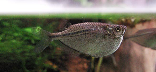 Common hatchetfish Fish profile Common Hatchetfish