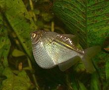 Common hatchetfish httpsuploadwikimediaorgwikipediacommonsthu