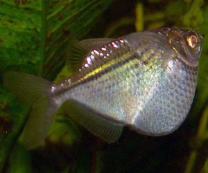 Common hatchetfish Common Hatchetfish