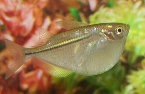 Common hatchetfish Common Hatchetfish Gasteropelecus sternicla Common Hatchetfish