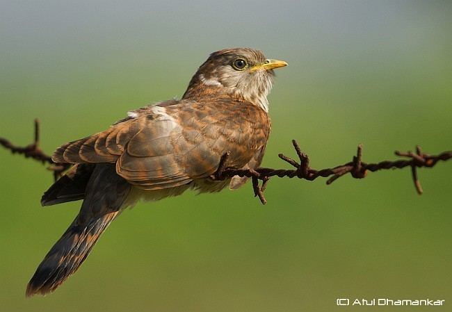 Common hawk-cuckoo Oriental Bird Club Image Database Common Hawk Cuckoo Hierococcyx