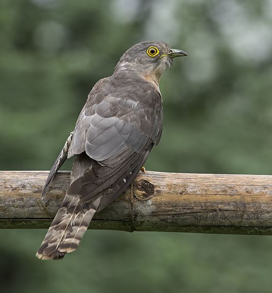 Common hawk-cuckoo Oriental Bird Club Image Database Common Hawk Cuckoo Hierococcyx