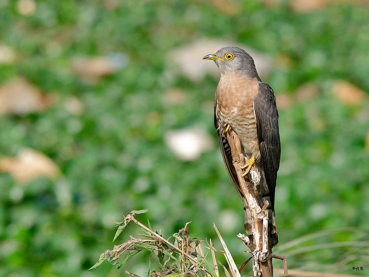 Common hawk-cuckoo Common hawkcuckoo