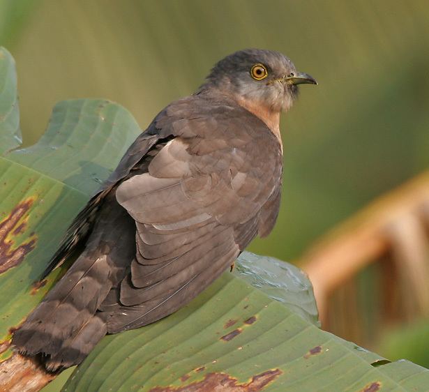 Common hawk-cuckoo httpsuploadwikimediaorgwikipediacommons77