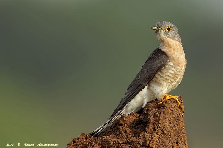 Common hawk-cuckoo Common hawkcuckoo