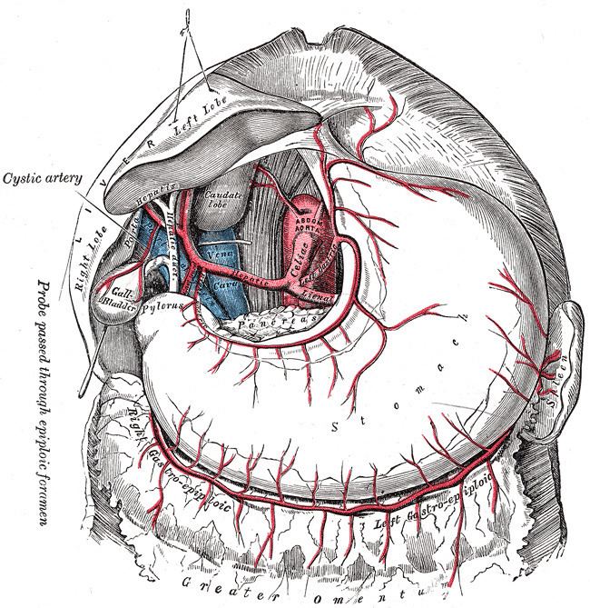 Common hepatic artery