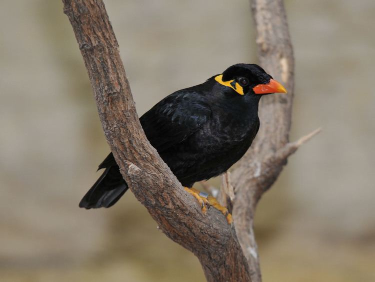 Common hill myna The Online Zoo Common Hill Myna