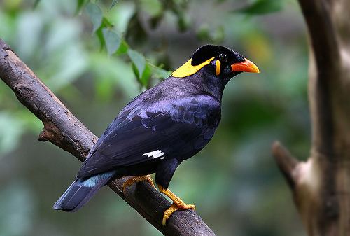 Common hill myna 1000 images about Talking Bird39s on Pinterest Adoption