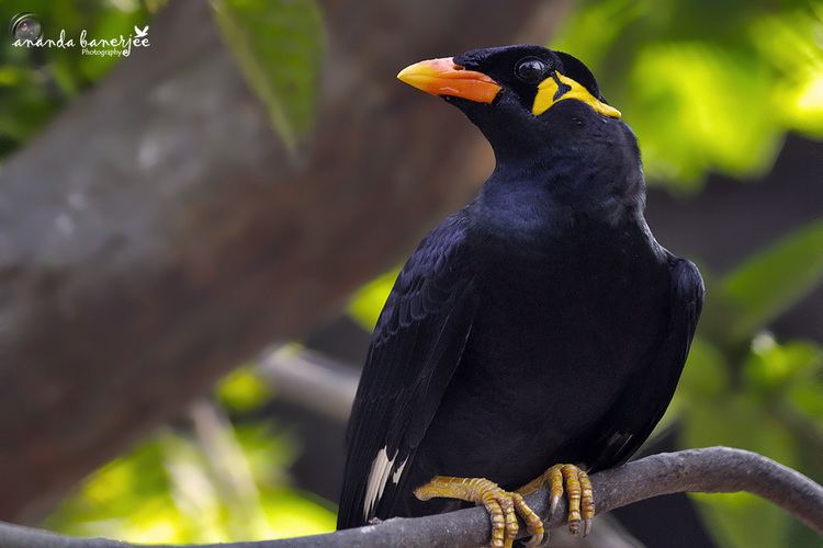 Common hill myna Common Hill Myna India Travel Forum IndiaMikecom