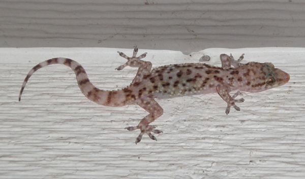 Common house gecko House geckos Insects in the City