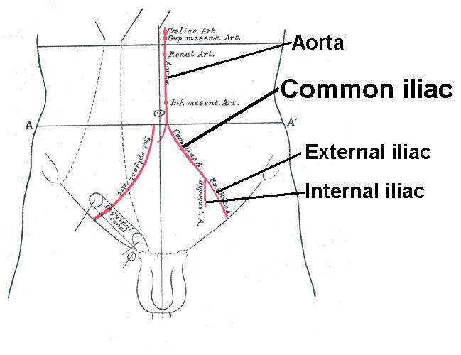 Common iliac artery