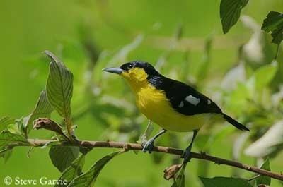 Common iora Common Iora