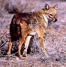 Common jackal httpsuploadwikimediaorgwikipediacommonsthu