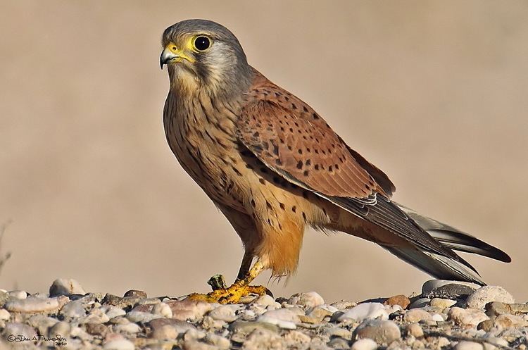 Common kestrel The American Kestrel male sometimes colloquially known as the