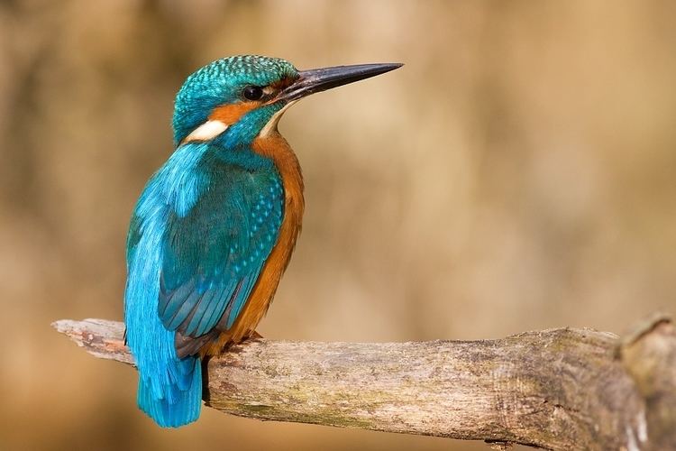 Common kingfisher - Alchetron, The Free Social Encyclopedia