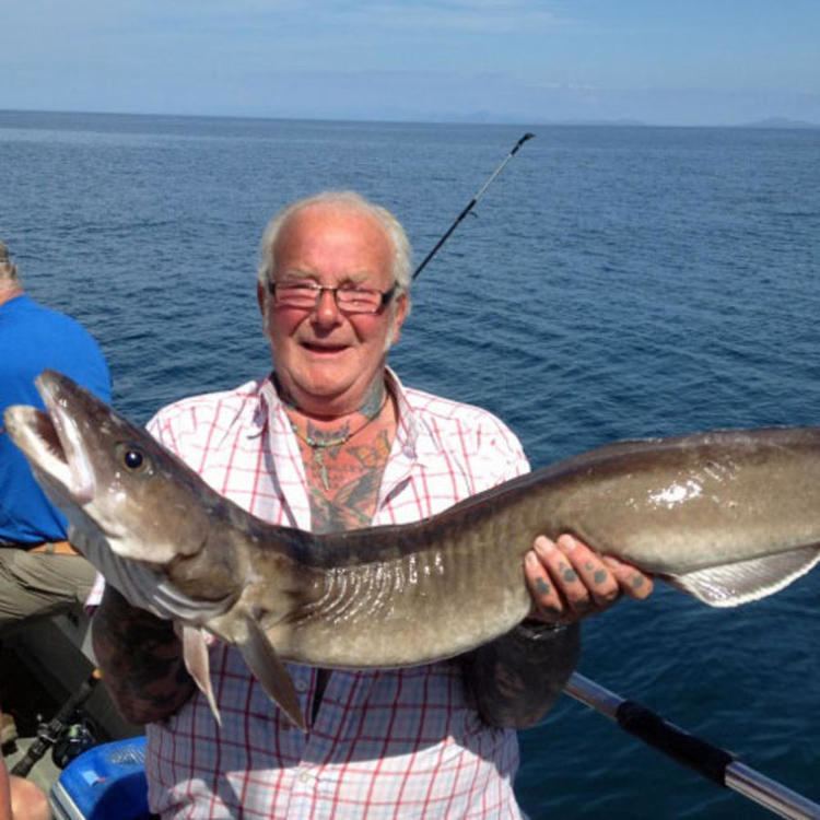 Common ling Local Catches Abersoch Angling