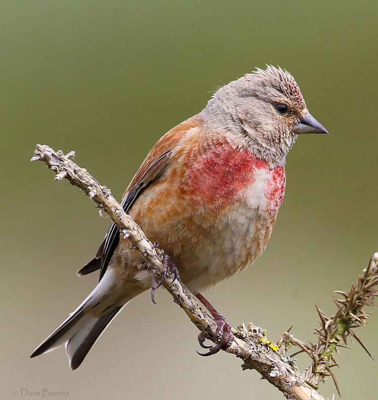 Common linnet Pinterest The world39s catalog of ideas