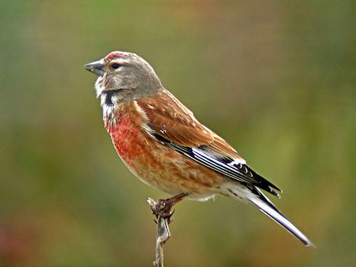 Common linnet Carduelis cannabina Common Linnet Pardillo comn