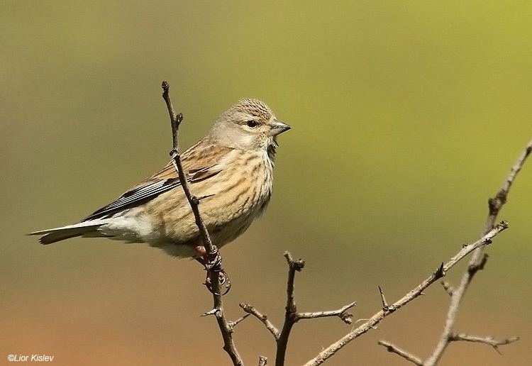 Common linnet Birds of Israel Passeriformes Common Linnet