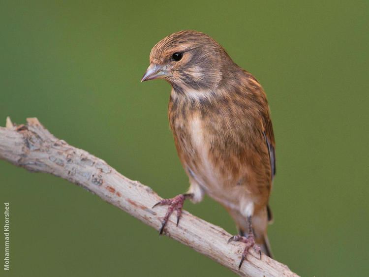 Common linnet Common Linnet KuwaitBirdsorg