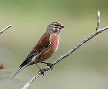 Common linnet httpsuploadwikimediaorgwikipediacommonsthu