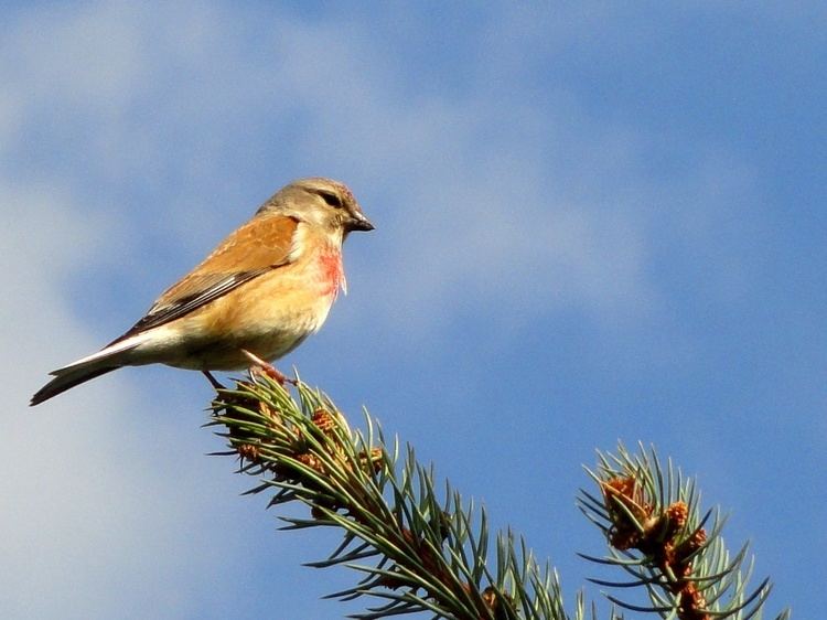 Common linnet Male Common Linnet Photos Diagrams amp Topos SummitPost