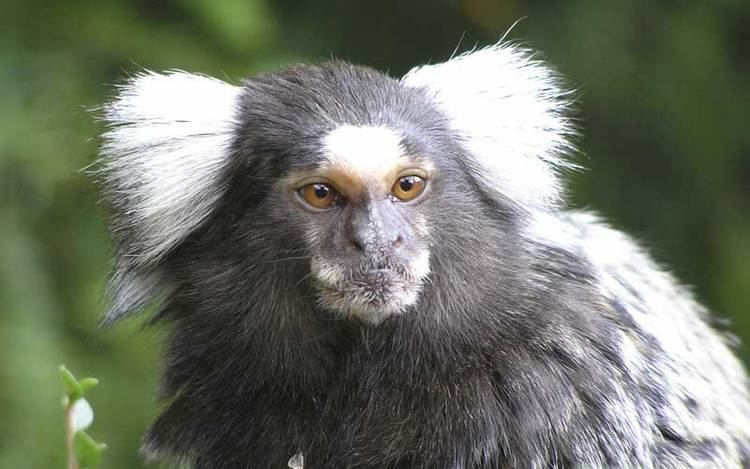 Common marmoset Common Marmoset Monkey Facts and Information