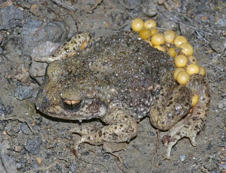 Common midwife toad Common midwife toad Wikipedia