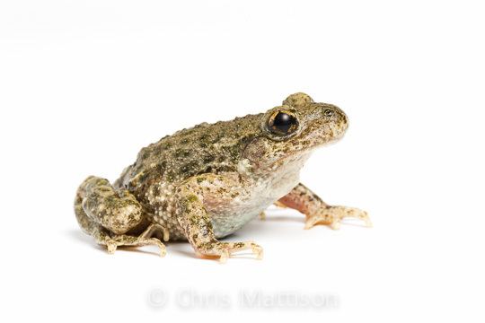 Common midwife toad Midwife Toads revisited Chris Mattison Wildlife Photographer