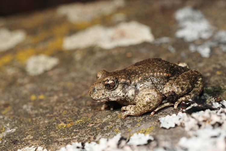 Common midwife toad httpsuploadwikimediaorgwikipediacommons66