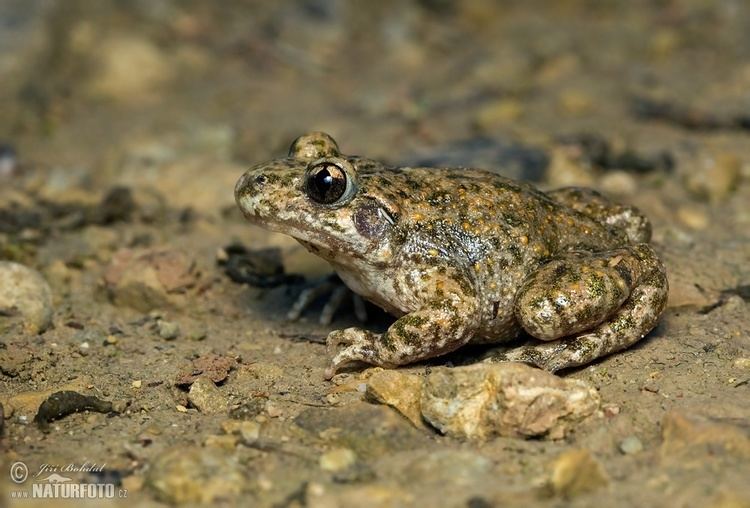 Common midwife toad Common Midwife Toad Pictures Common Midwife Toad Images NaturePhoto