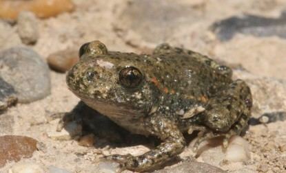 Common midwife toad Common Midwife Toad Alytes obstetricans WAZA World Association