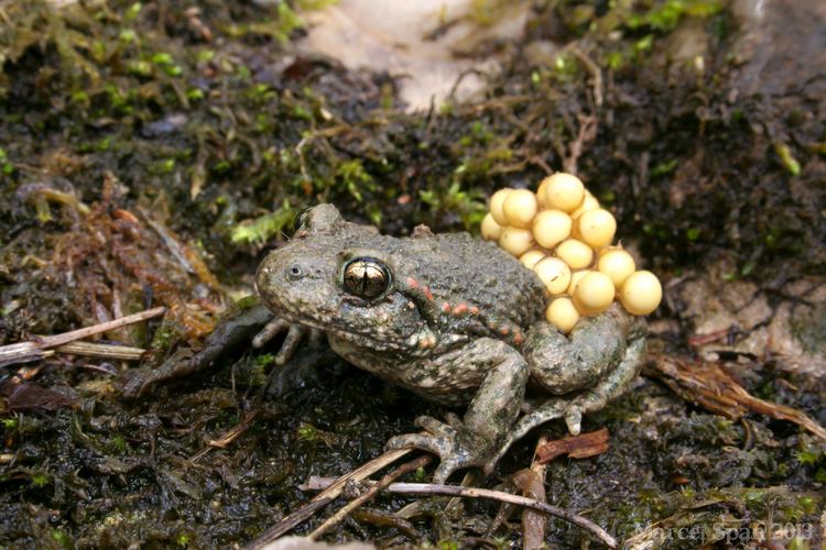 Common midwife toad Common midwife toad by MJWallace on DeviantArt