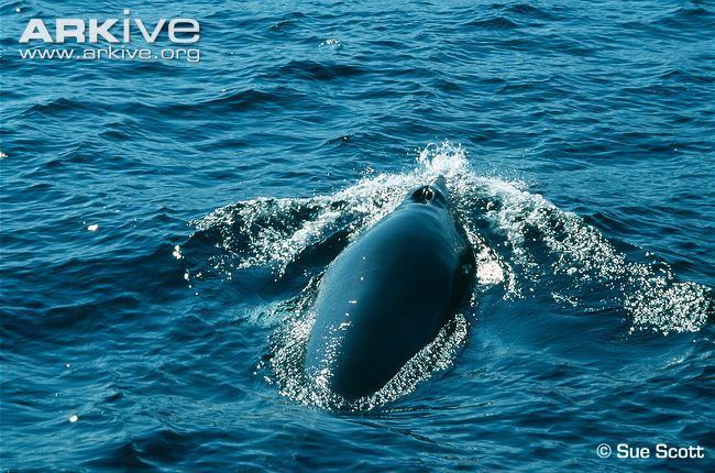 Common minke whale Common minke whale videos photos and facts Balaenoptera