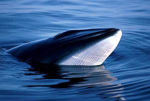 Common minke whale Northern or common minke whale WWF