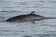 Common minke whale httpsuploadwikimediaorgwikipediacommonsthu