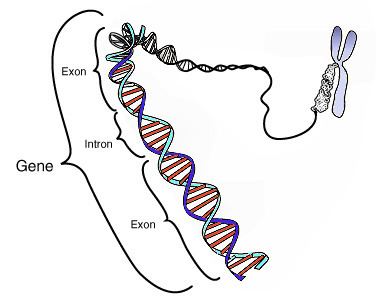 Common misunderstandings of genetics