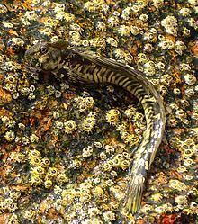 Common mudskipper httpsuploadwikimediaorgwikipediacommonsthu
