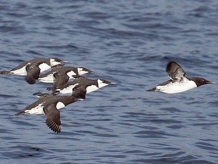 Common murre Common Murre Identification All About Birds Cornell Lab of