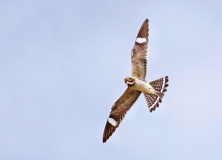 Common nighthawk Common Nighthawk Audubon Field Guide