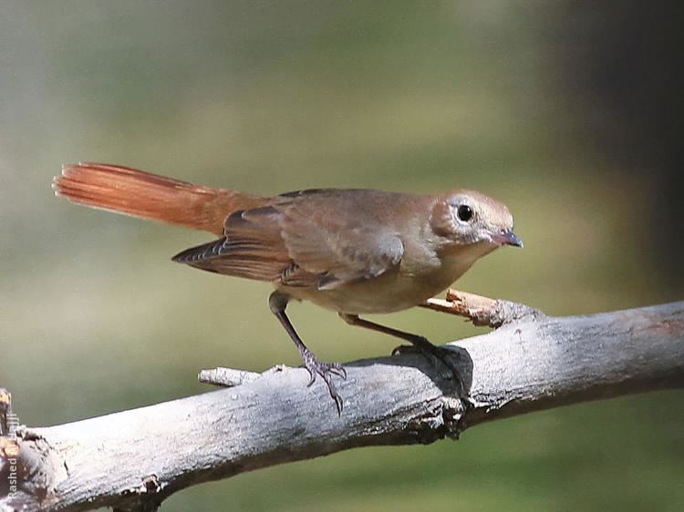 Common nightingale Common Nightingale KuwaitBirdsorg