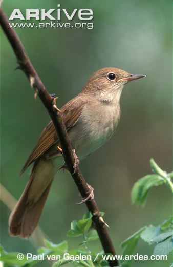 Common nightingale Common nightingale videos photos and facts Luscinia megarhynchos