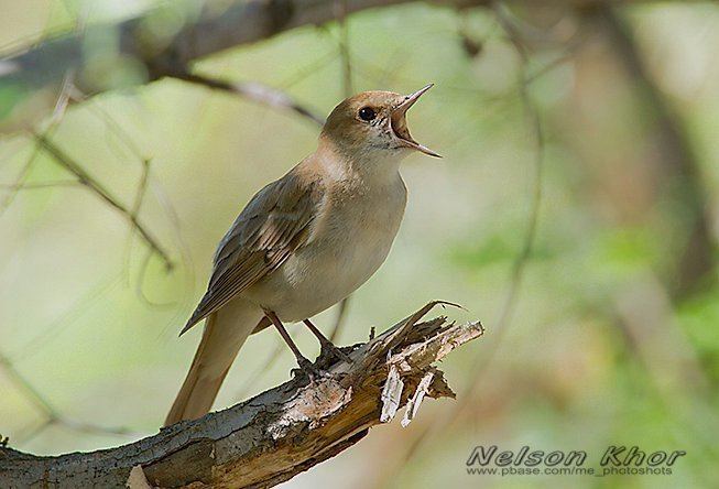 Common nightingale Oriental Bird Club Image Database Common Nightingale Luscinia