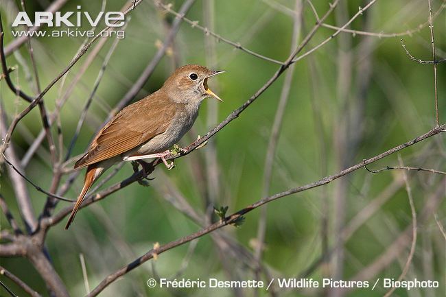 Common nightingale Common nightingale photo Luscinia megarhynchos G97926 ARKive