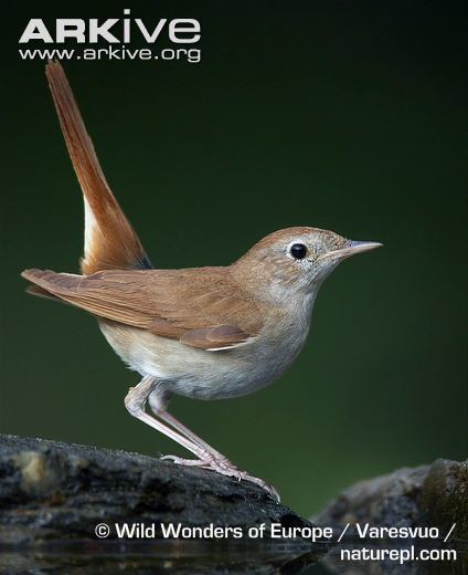 Common nightingale Common nightingale photo Luscinia megarhynchos G97497 ARKive