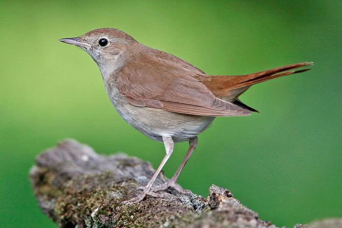 Common nightingale vogelwartech Common Nightingale