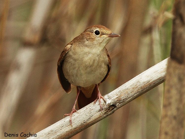 Common nightingale Birdwatching in Malta Common Nightingale