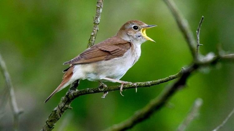 Common nightingale httpsiytimgcomviINzqozVbYL8maxresdefaultjpg